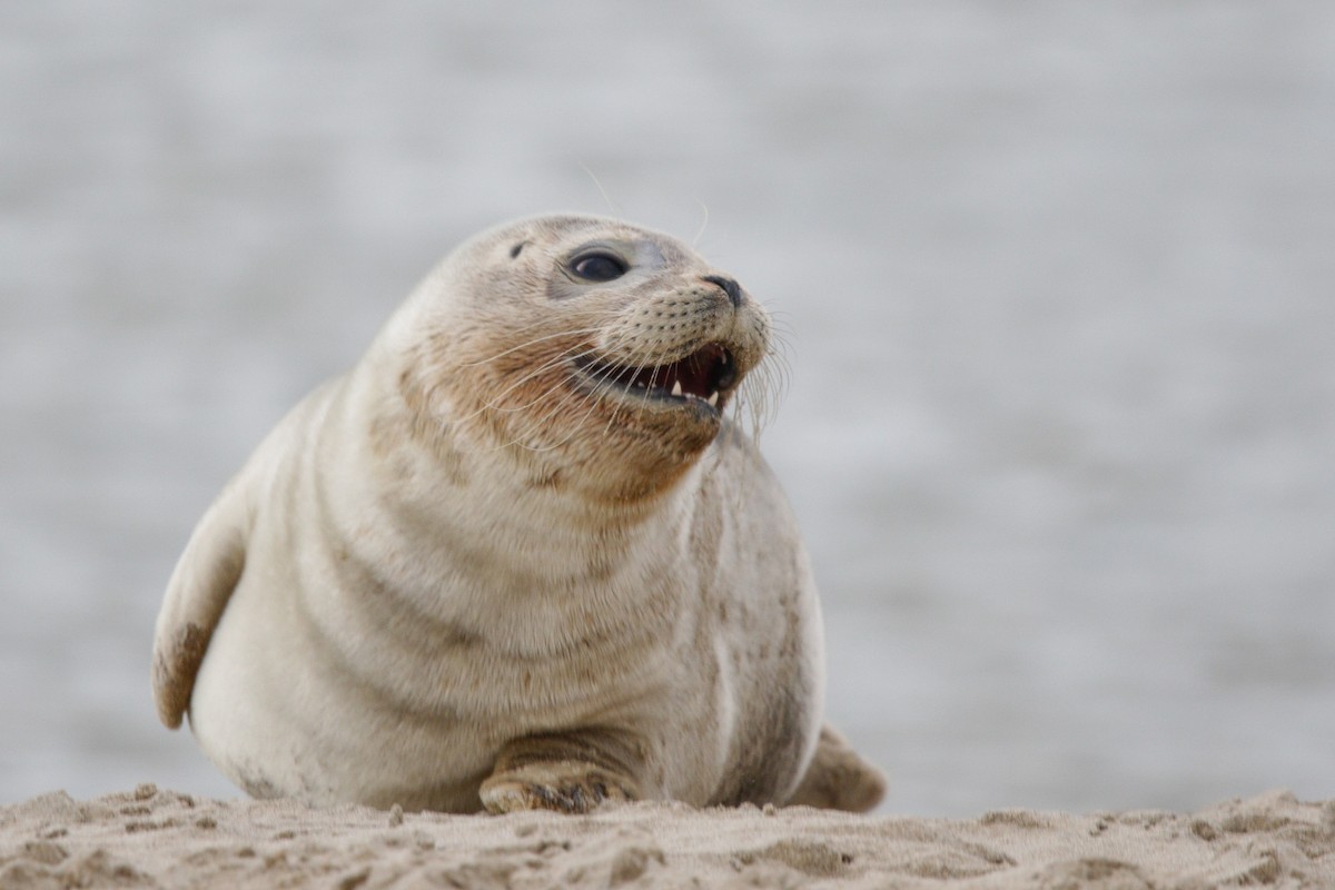 Harbor Seal - ML645338495