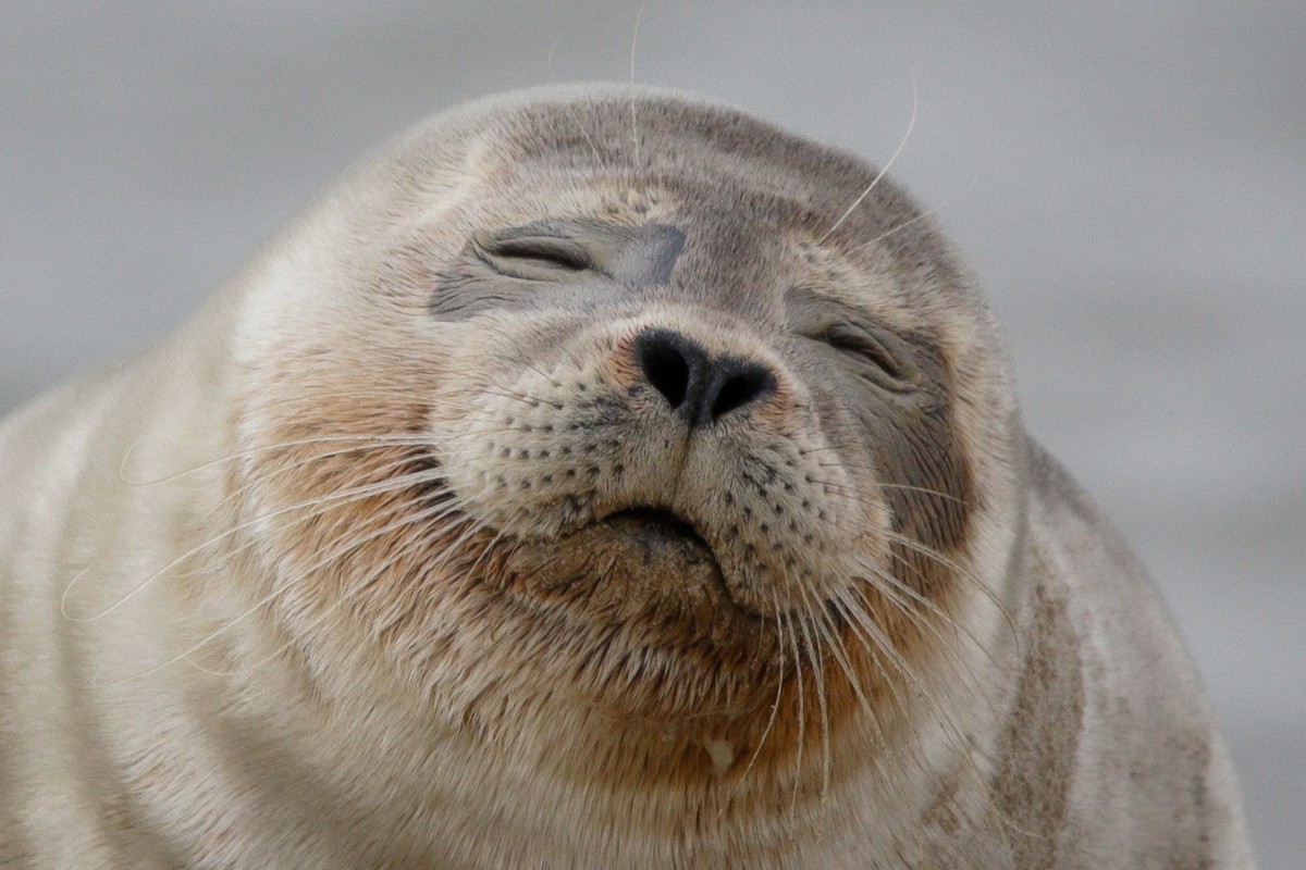 Harbor Seal - ML645338496