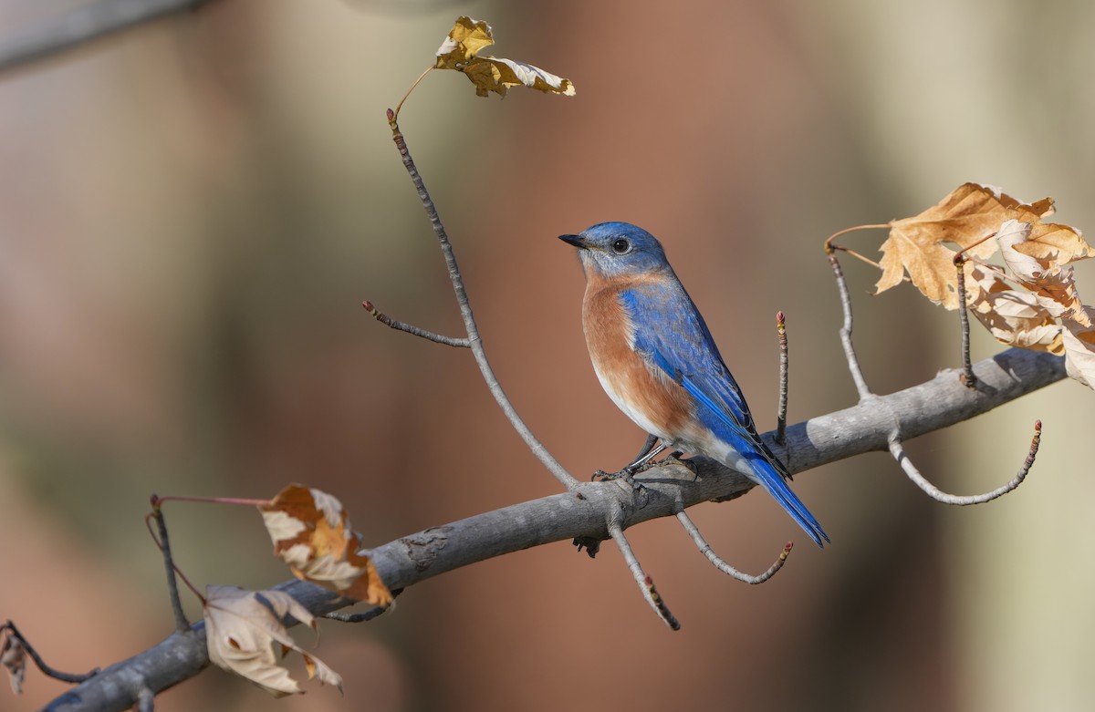 Eastern Bluebird - ML645338497