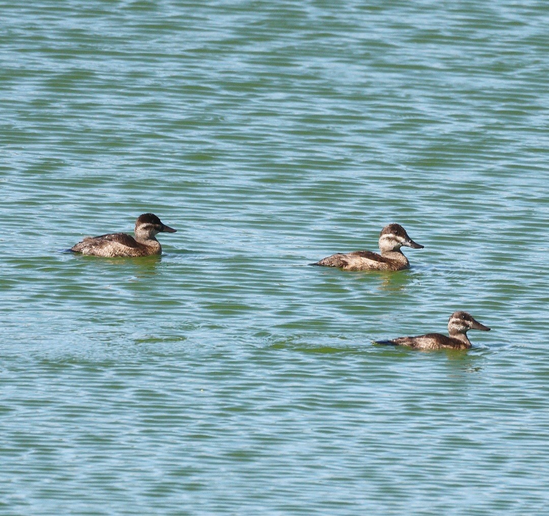 Ruddy Duck - ML645338499