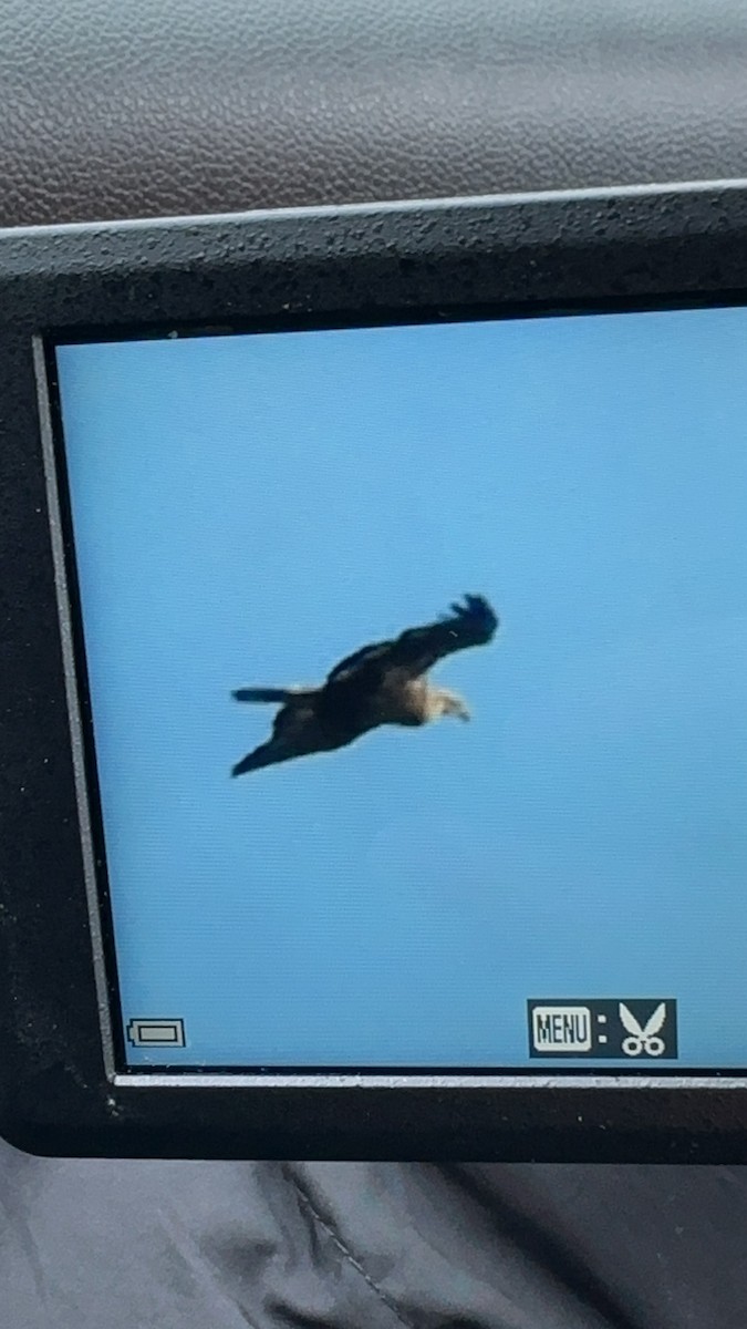 Northern Harrier - ML645338500