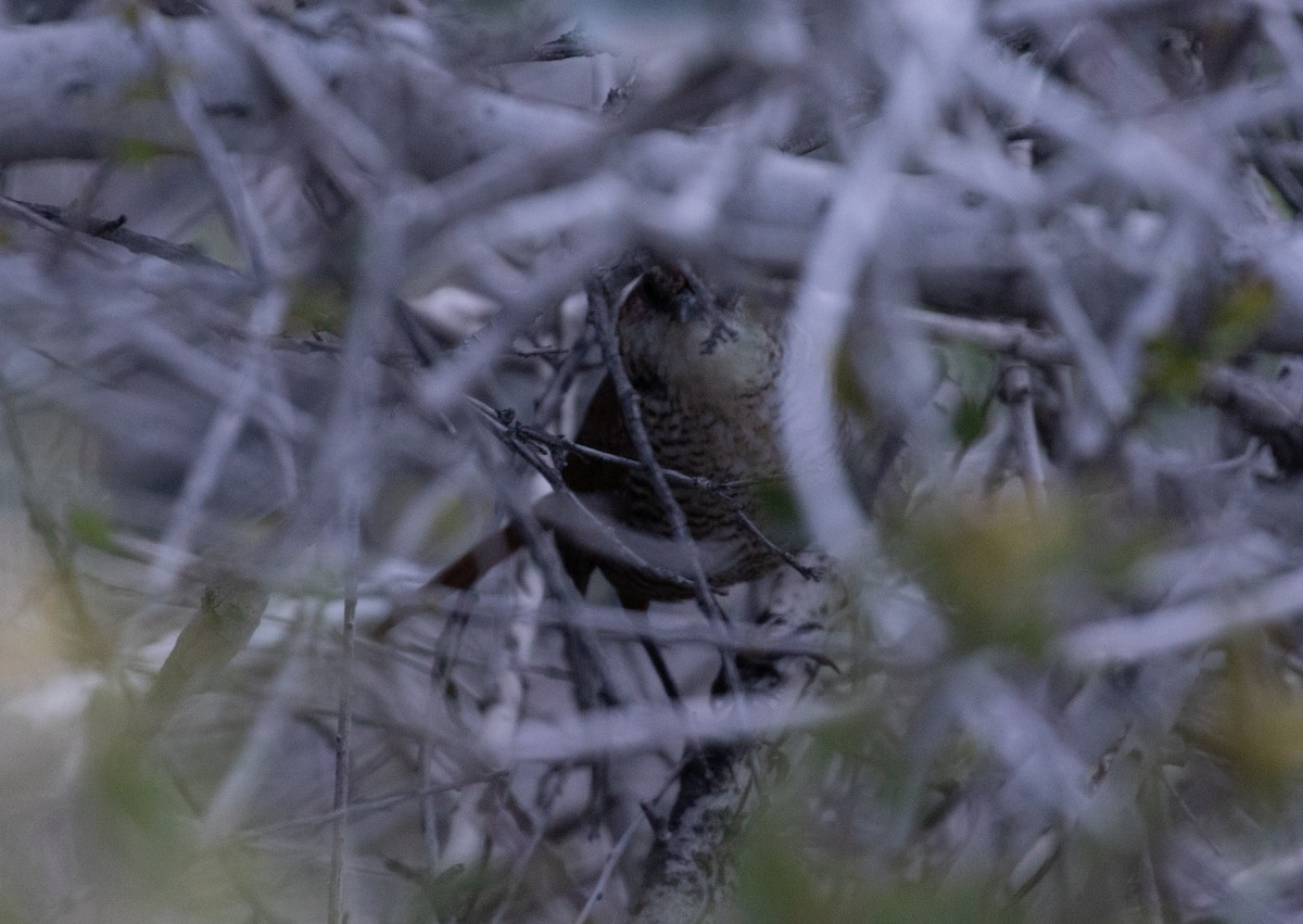 White-throated Tapaculo - ML645338504