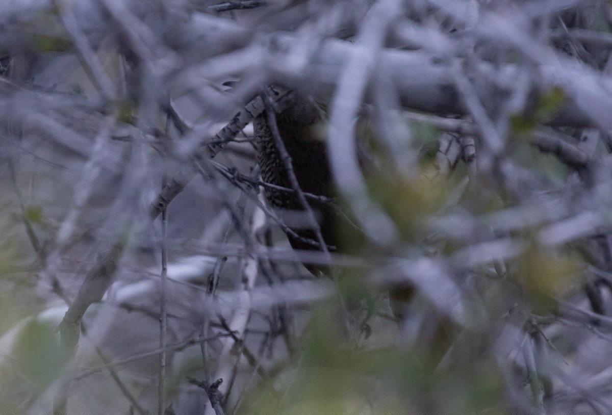 White-throated Tapaculo - ML645338505