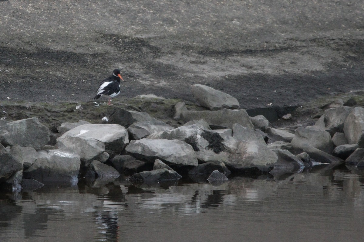 Eurasian Oystercatcher - ML645338506