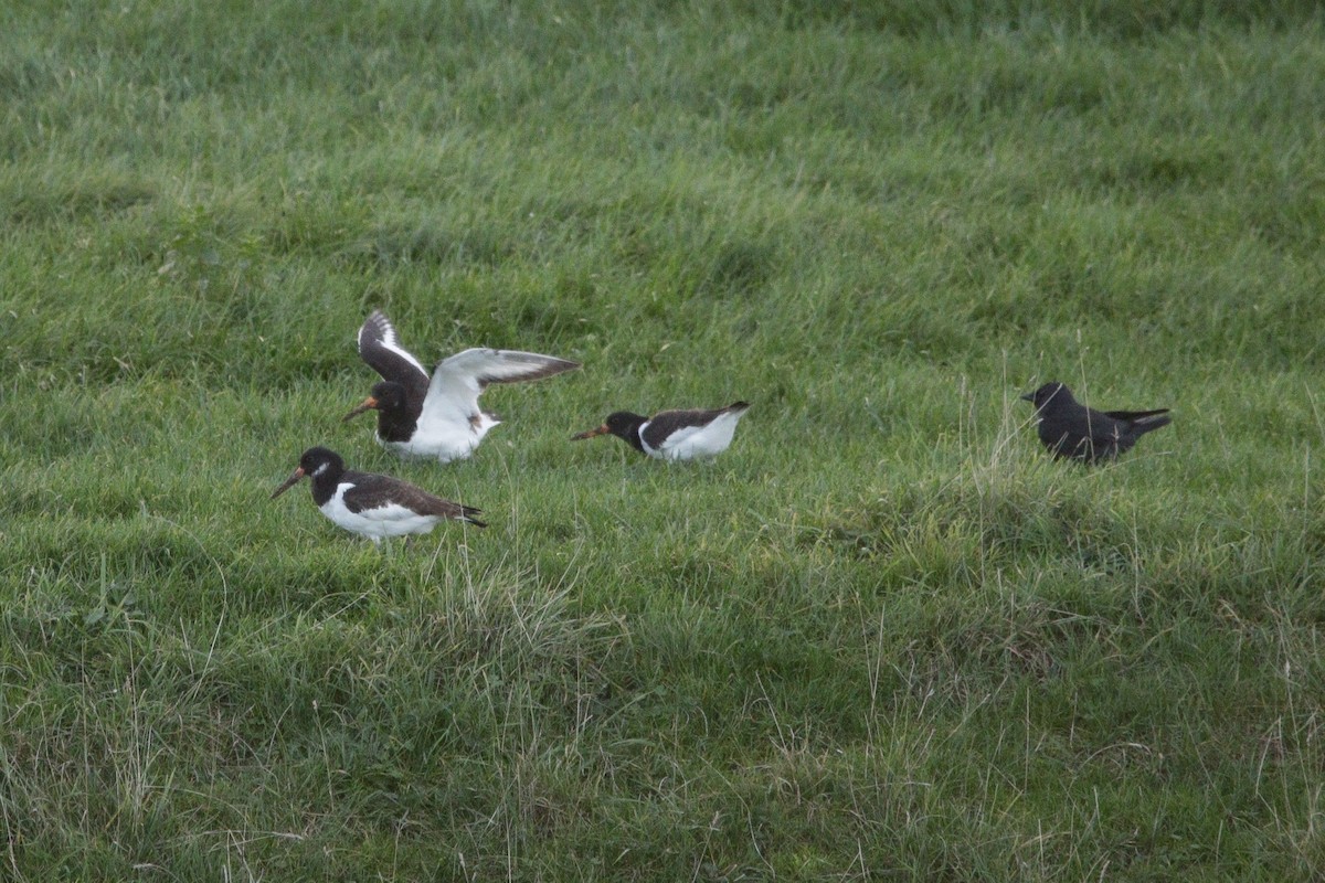 Eurasian Oystercatcher - ML645338507