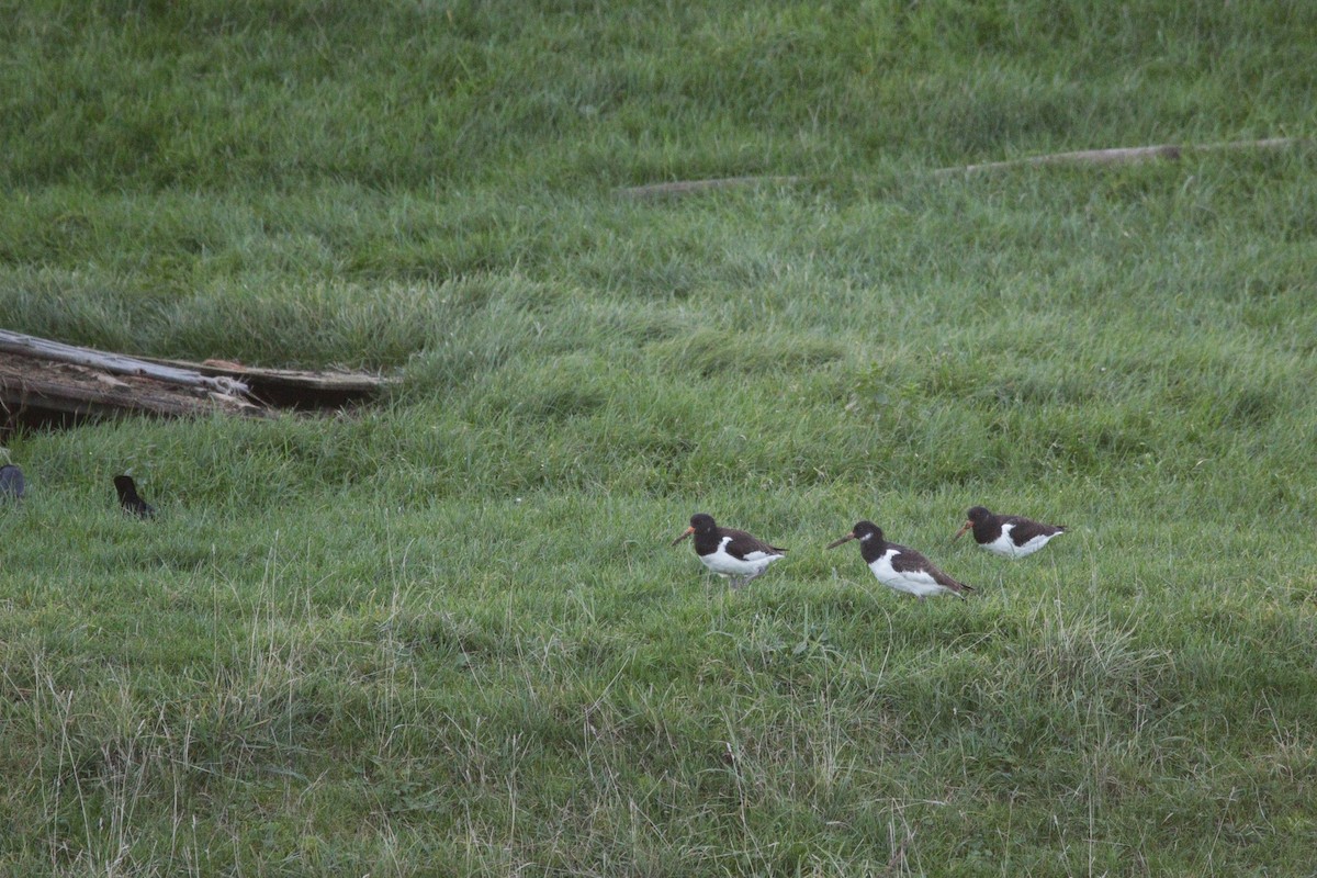Eurasian Oystercatcher - ML645338508