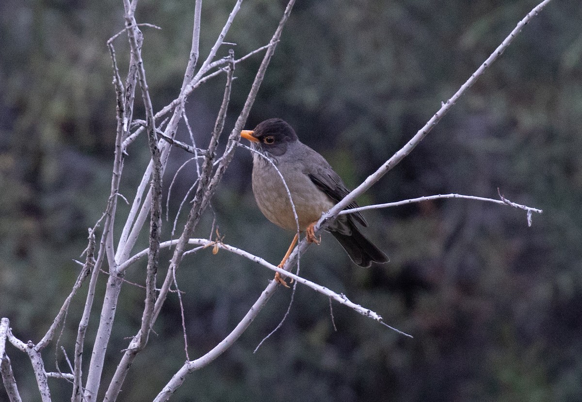 Austral Thrush - ML645338509