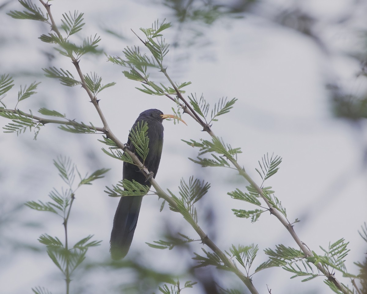 Abyssinian Scimitarbill - ML645338510