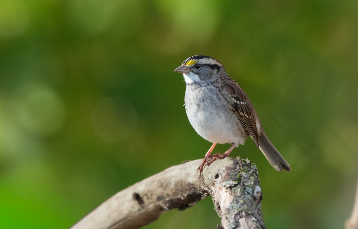 White-throated Sparrow - ML645338511