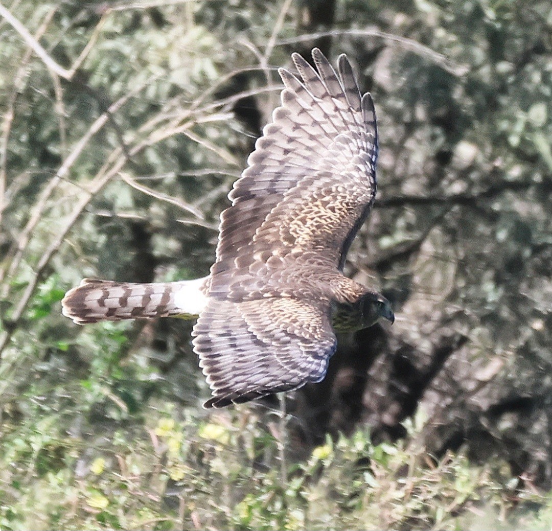 Northern Harrier - ML645338512