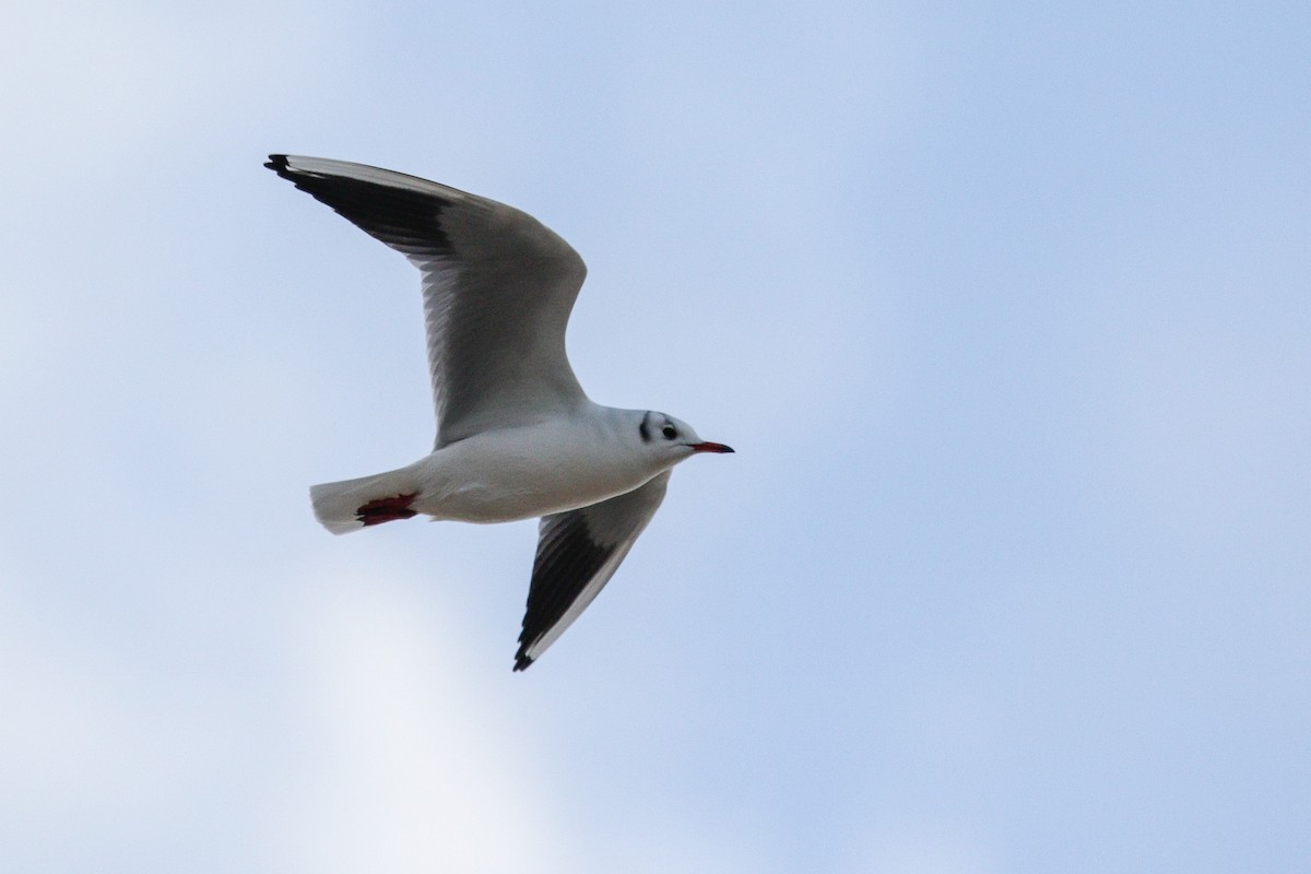 Black-headed Gull - ML645338514