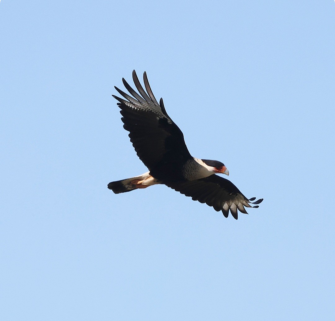 Crested Caracara - ML645338515