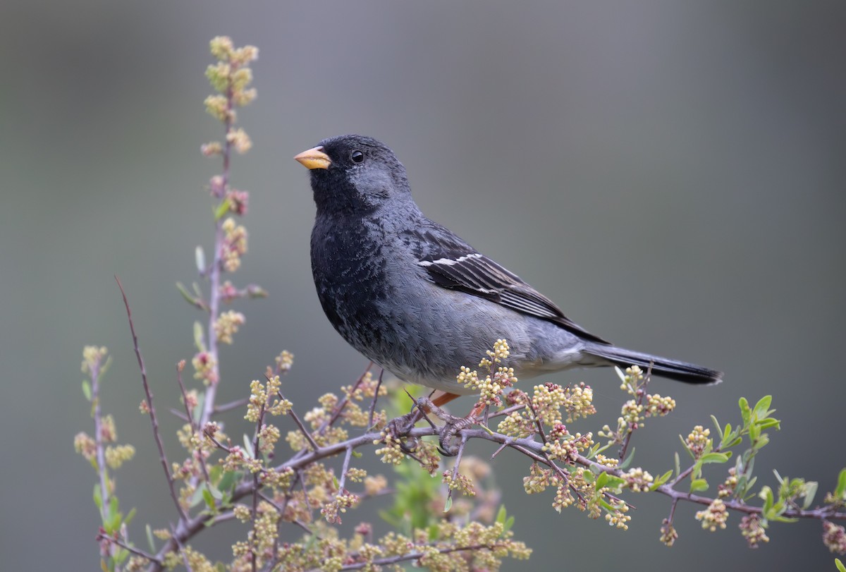 Mourning Sierra Finch - ML645338516