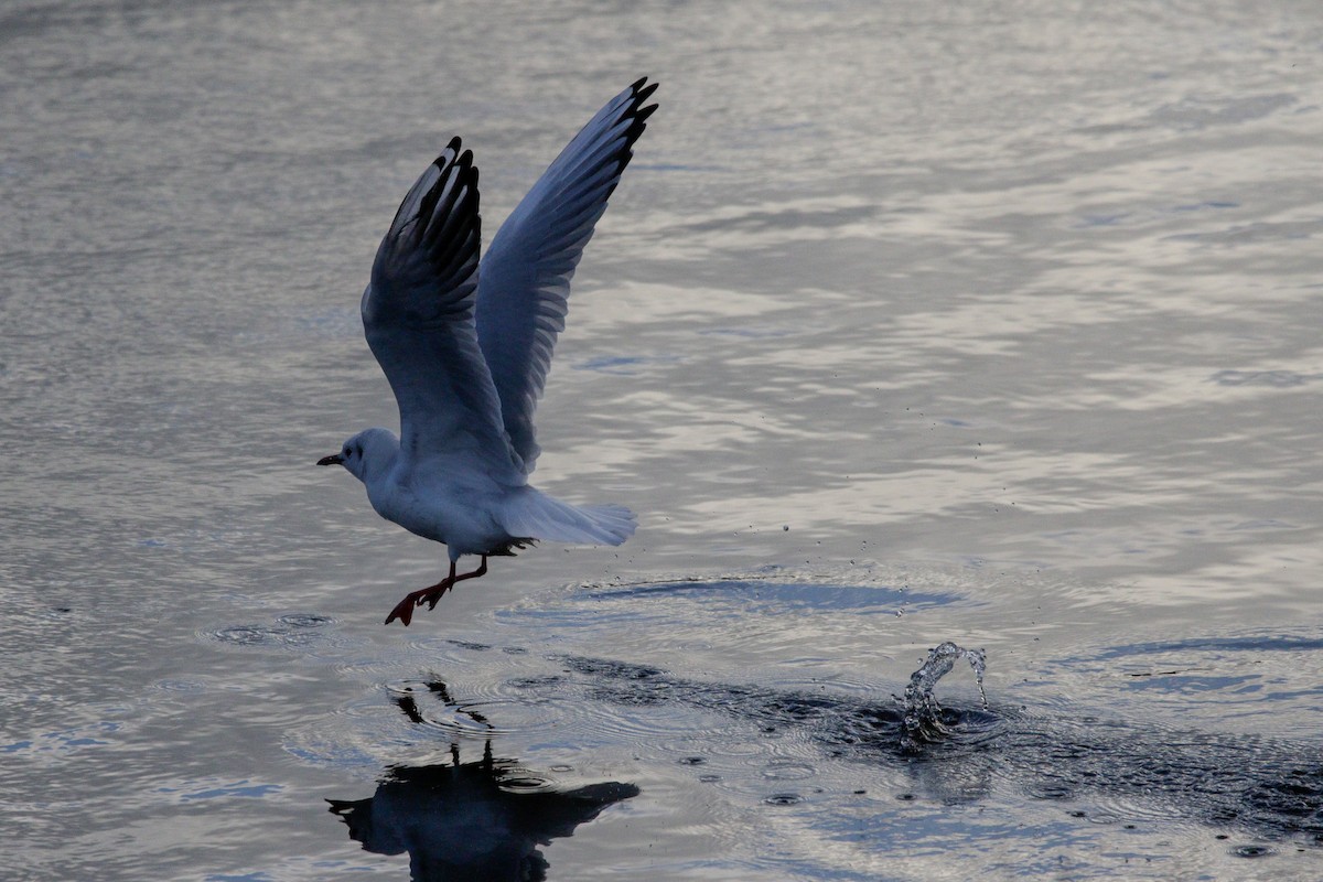 Black-headed Gull - ML645338517