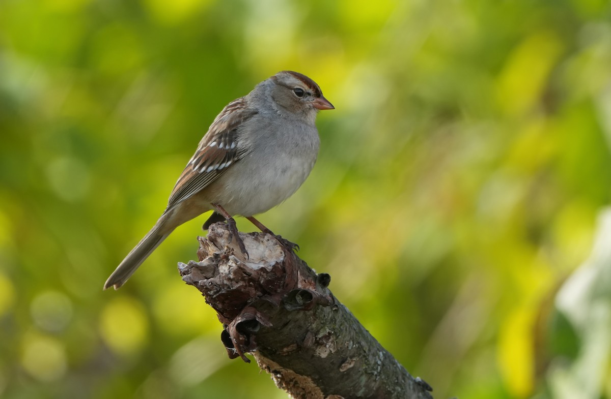 White-crowned Sparrow - ML645338518