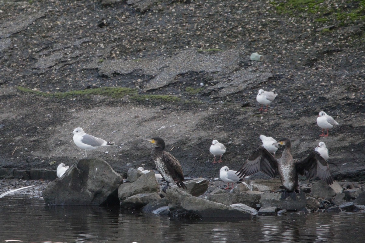 Common Gull - ML645338519