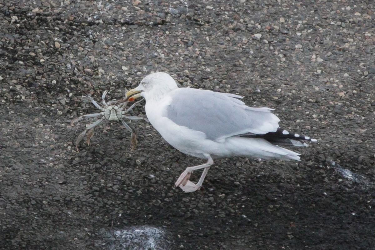 gråmåke - ML645338528