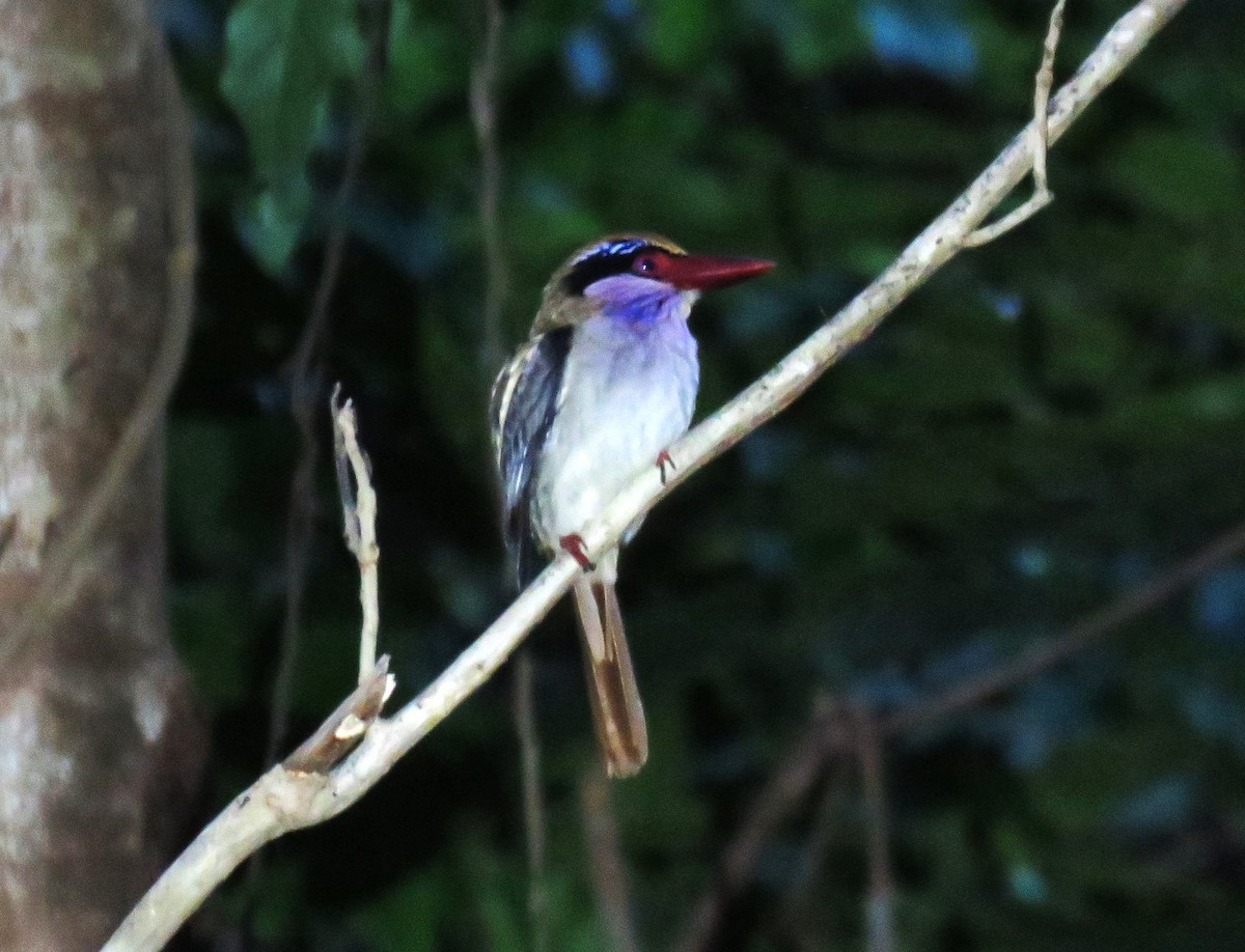 Sulawesi Lilac Kingfisher - ML645338533