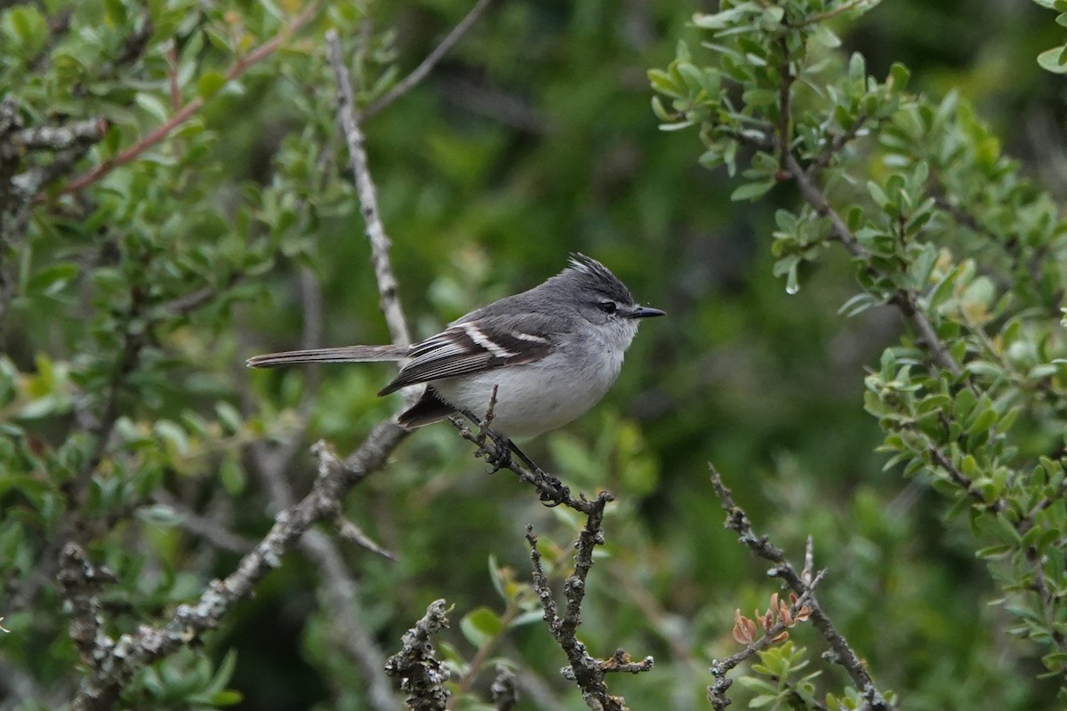 White-crested Tyrannulet (White-bellied) - ML645338538