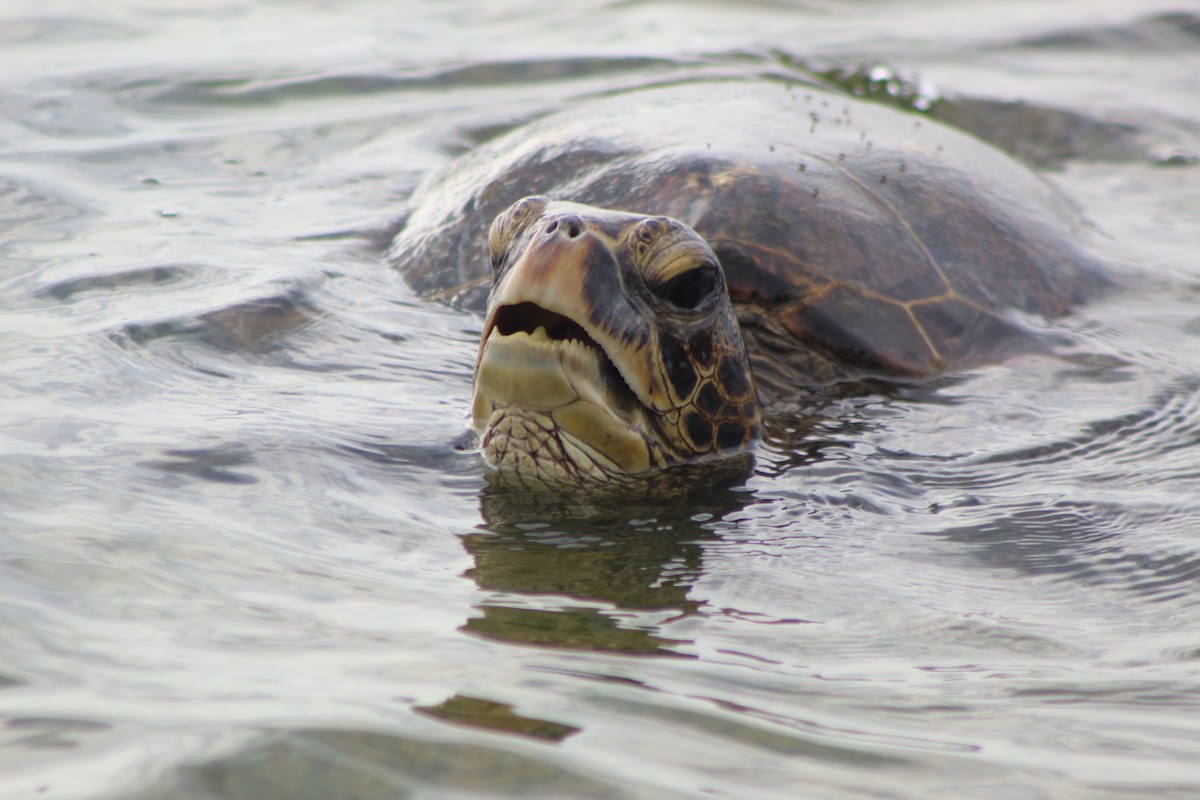 Green Sea Turtle - ML645338550