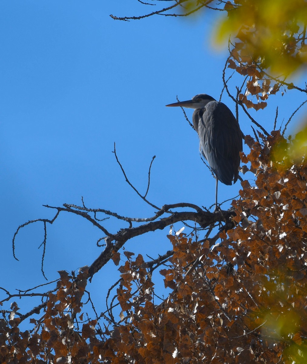 Great Blue Heron - ML645338551