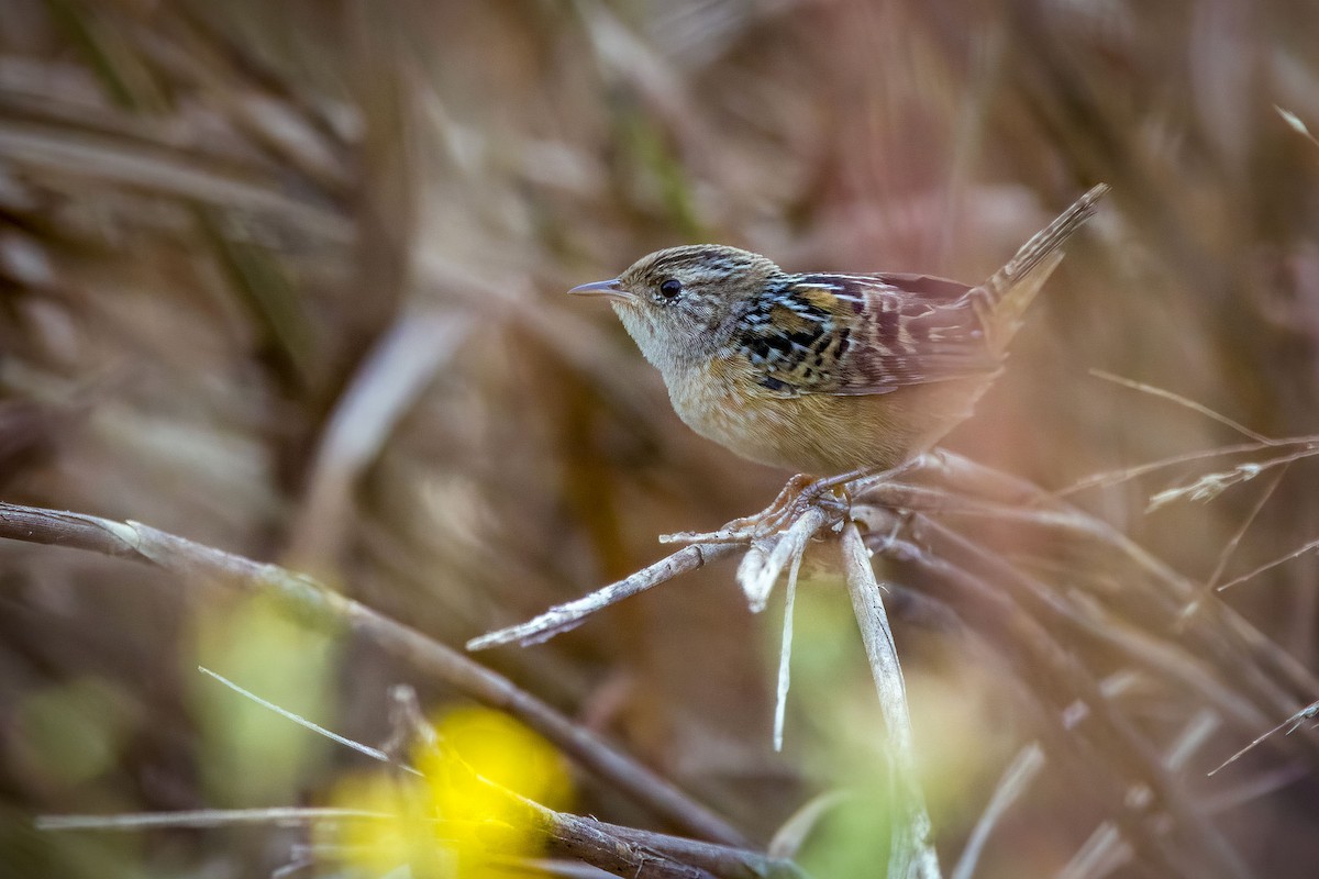 Sedge Wren - ML645338552