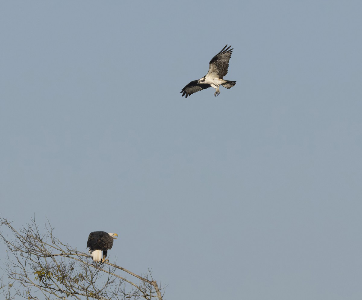 Osprey - ML645338553