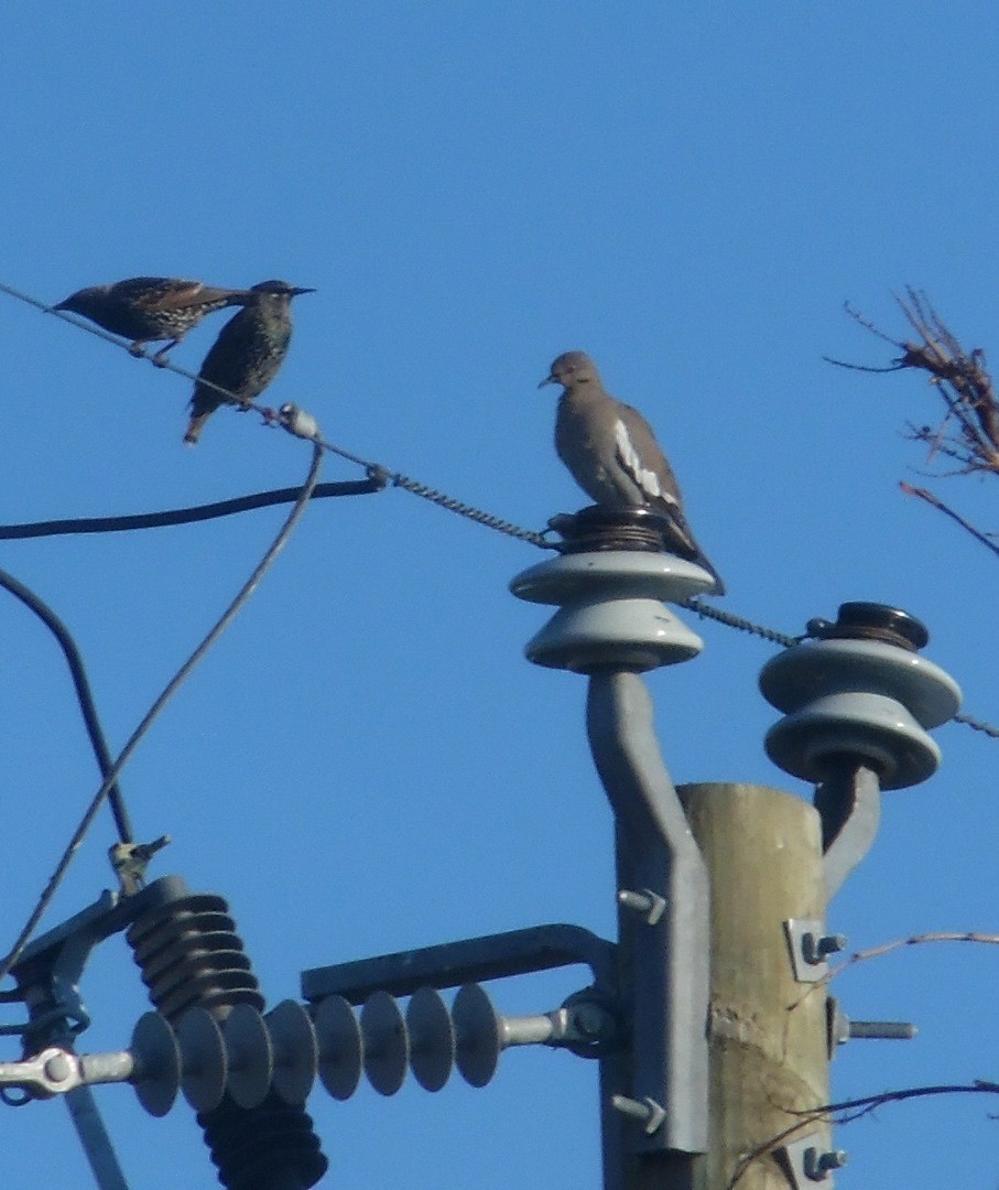 White-winged Dove - ML645338566