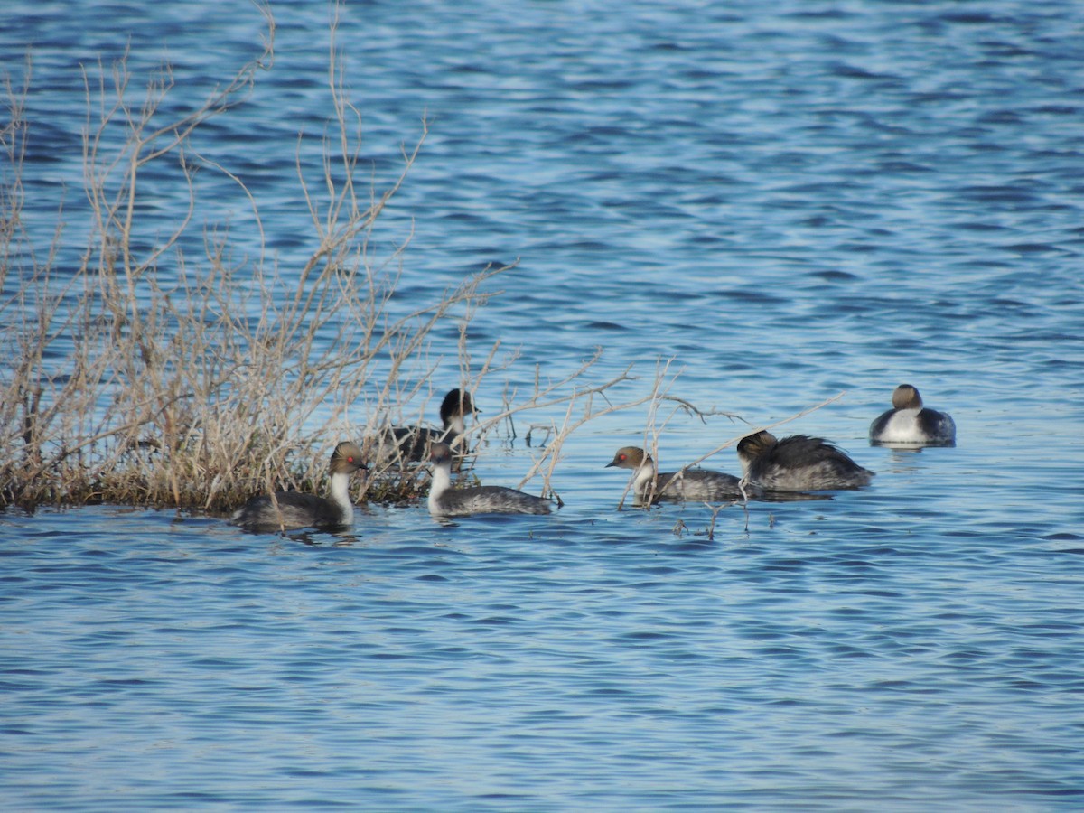 potápka stříbřitá - ML645338579