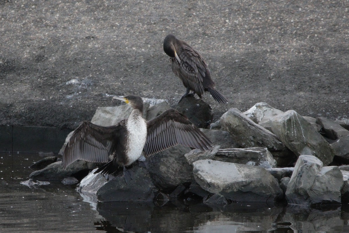 storskarv - ML645338590