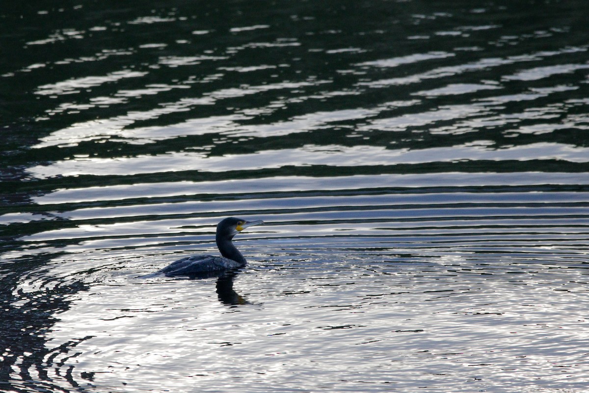 storskarv - ML645338591