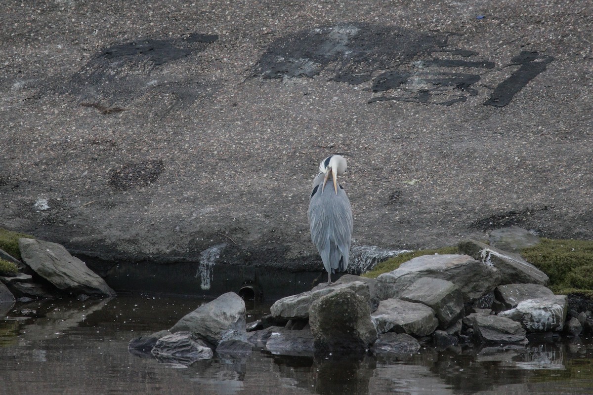 gråhegre - ML645338593