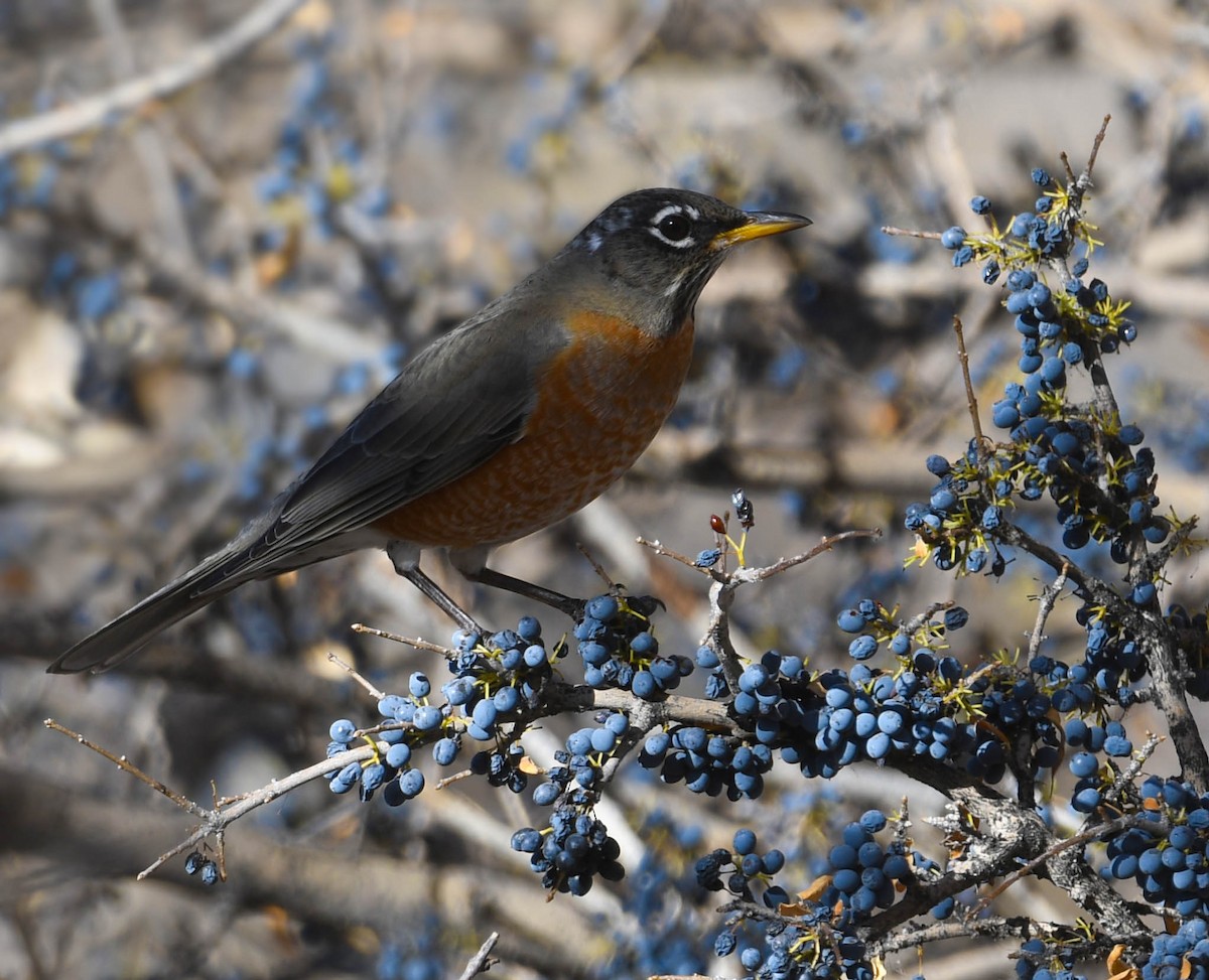 American Robin - ML645338599
