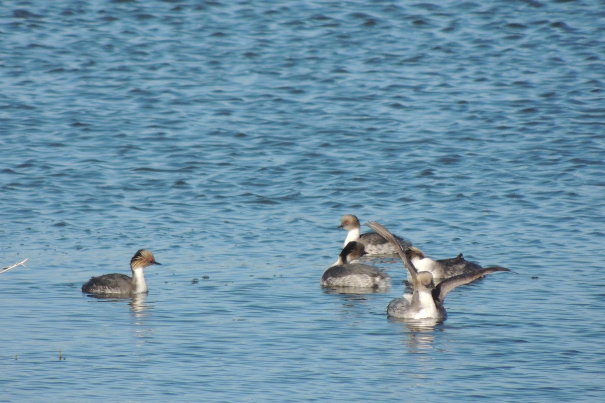 potápka stříbřitá - ML645338601