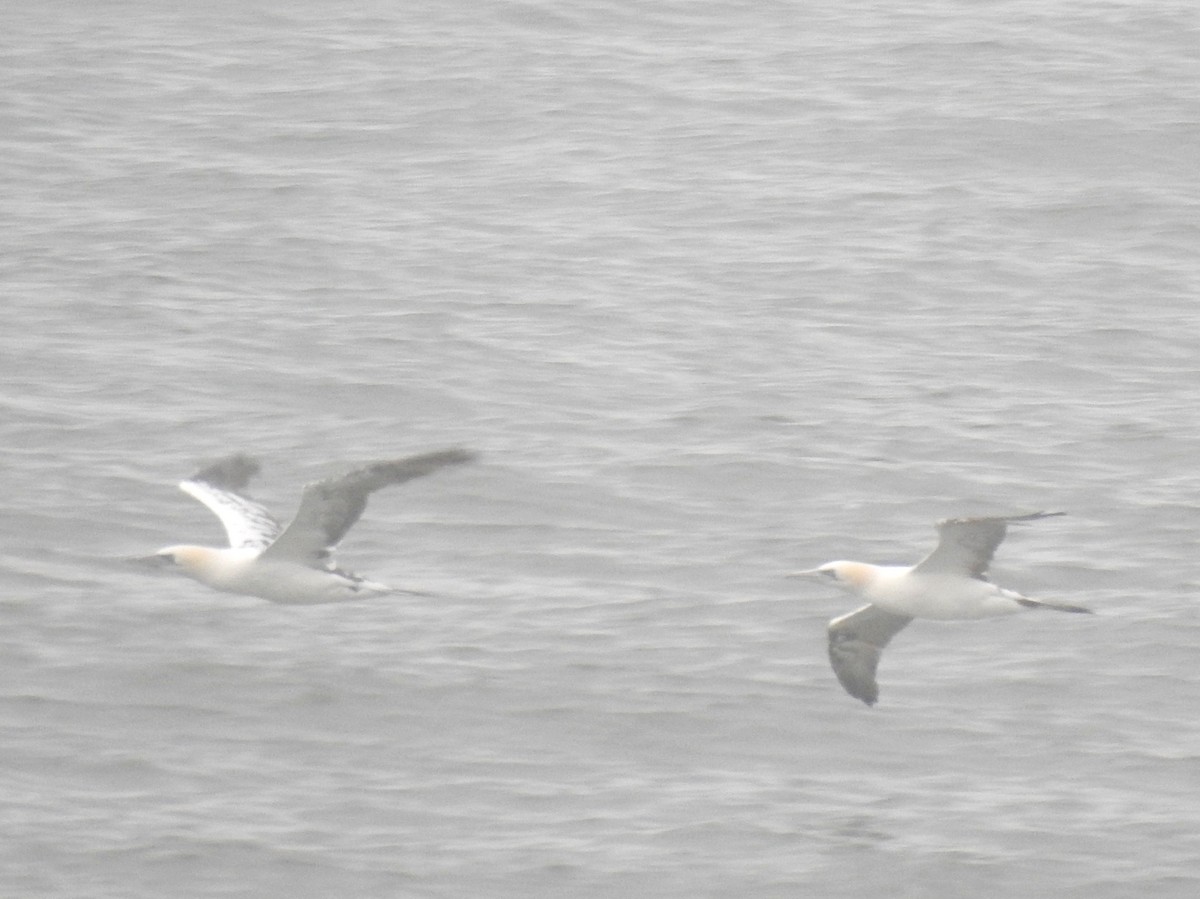 シロカツオドリ - ML645338604