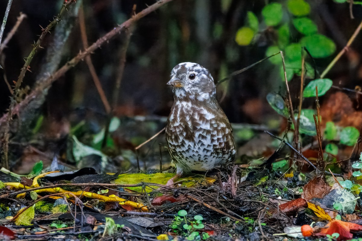 Fox Sparrow - ML645338607