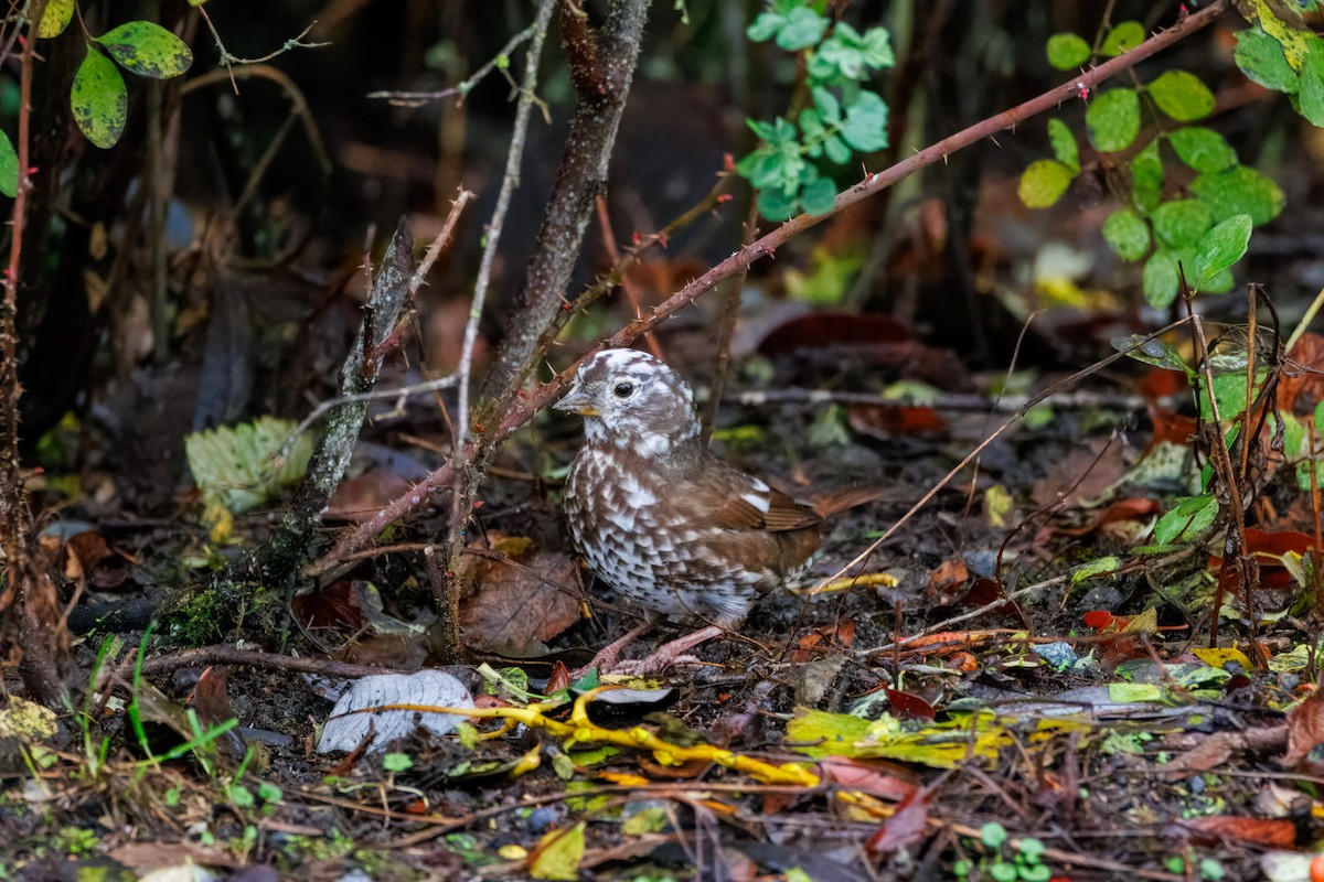 Fox Sparrow - ML645338609