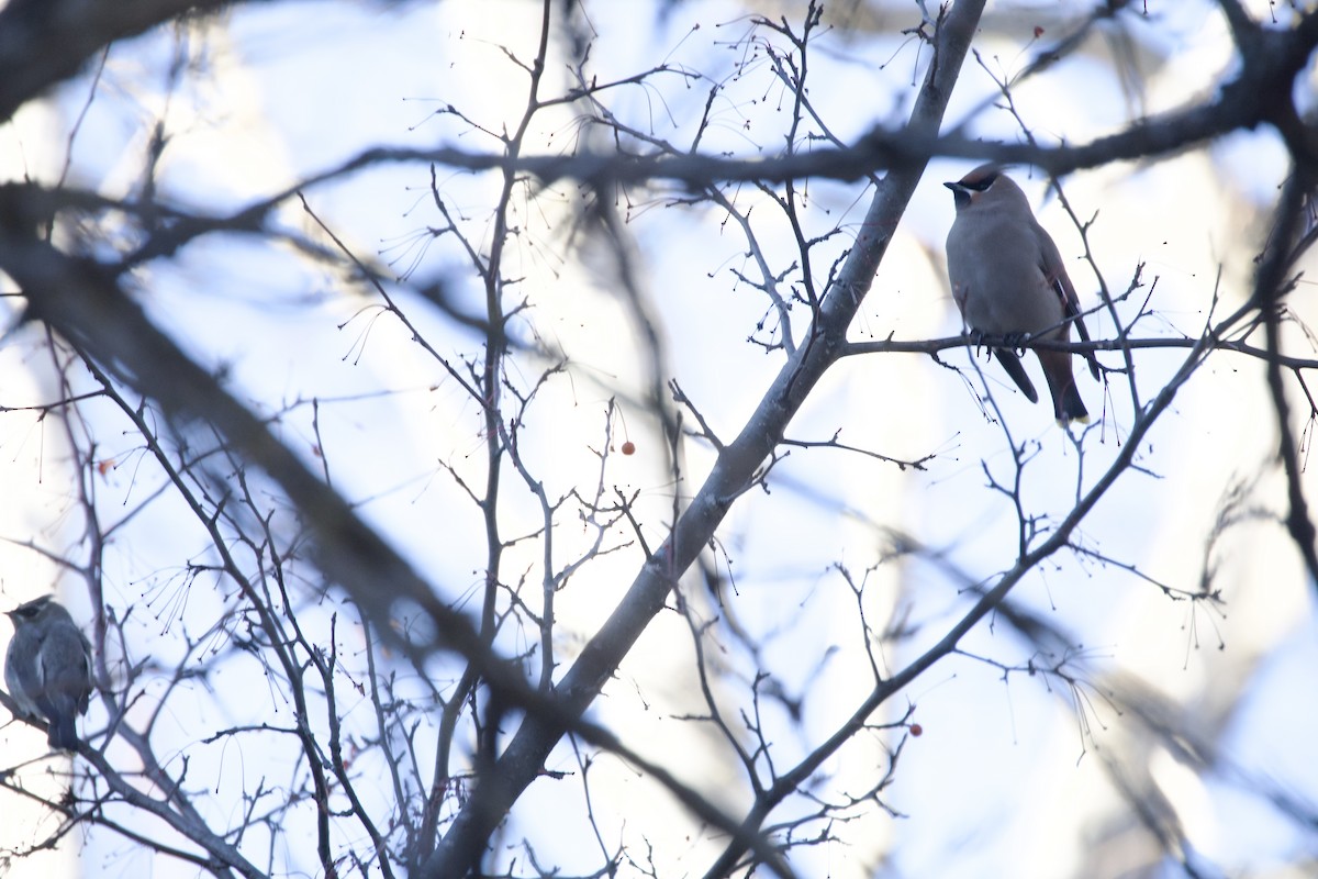 Bohemian Waxwing - ML645338611