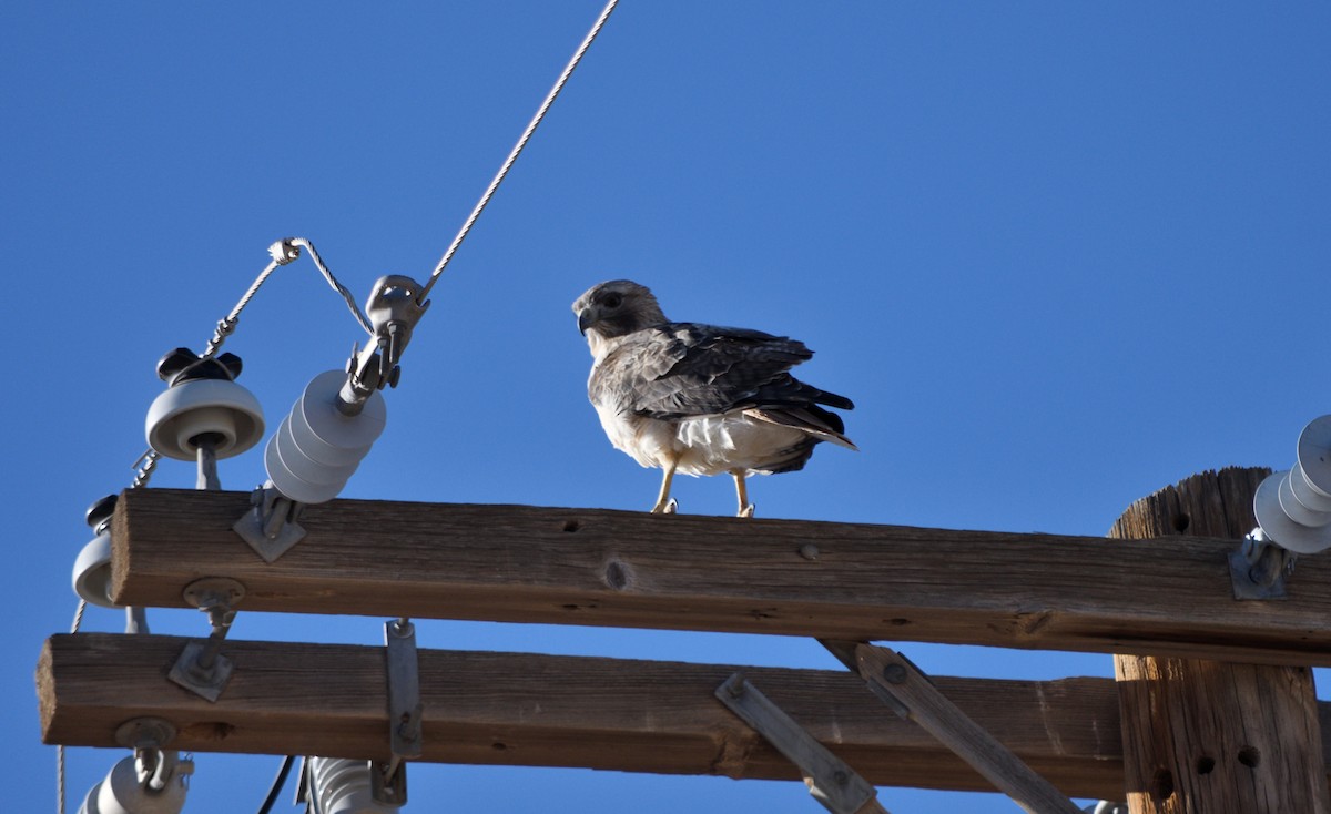 Red-tailed Hawk - ML645338620