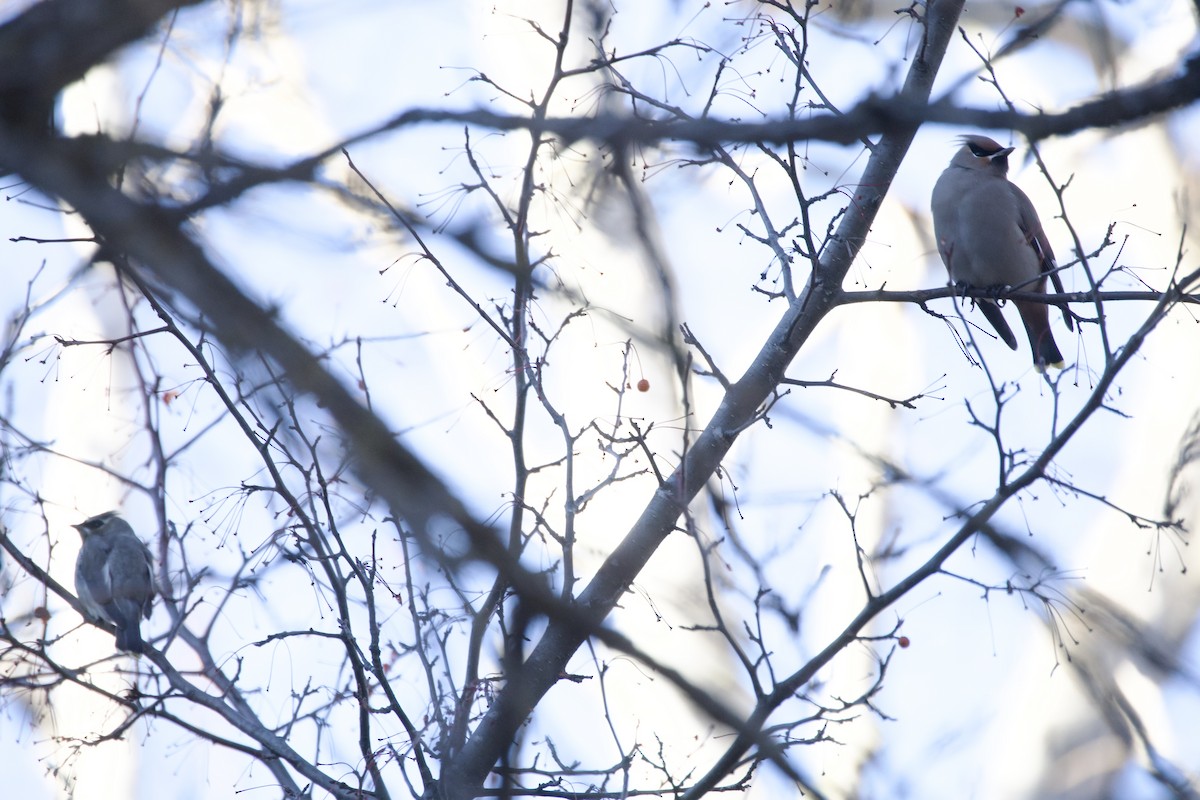Cedar Waxwing - ML645338624