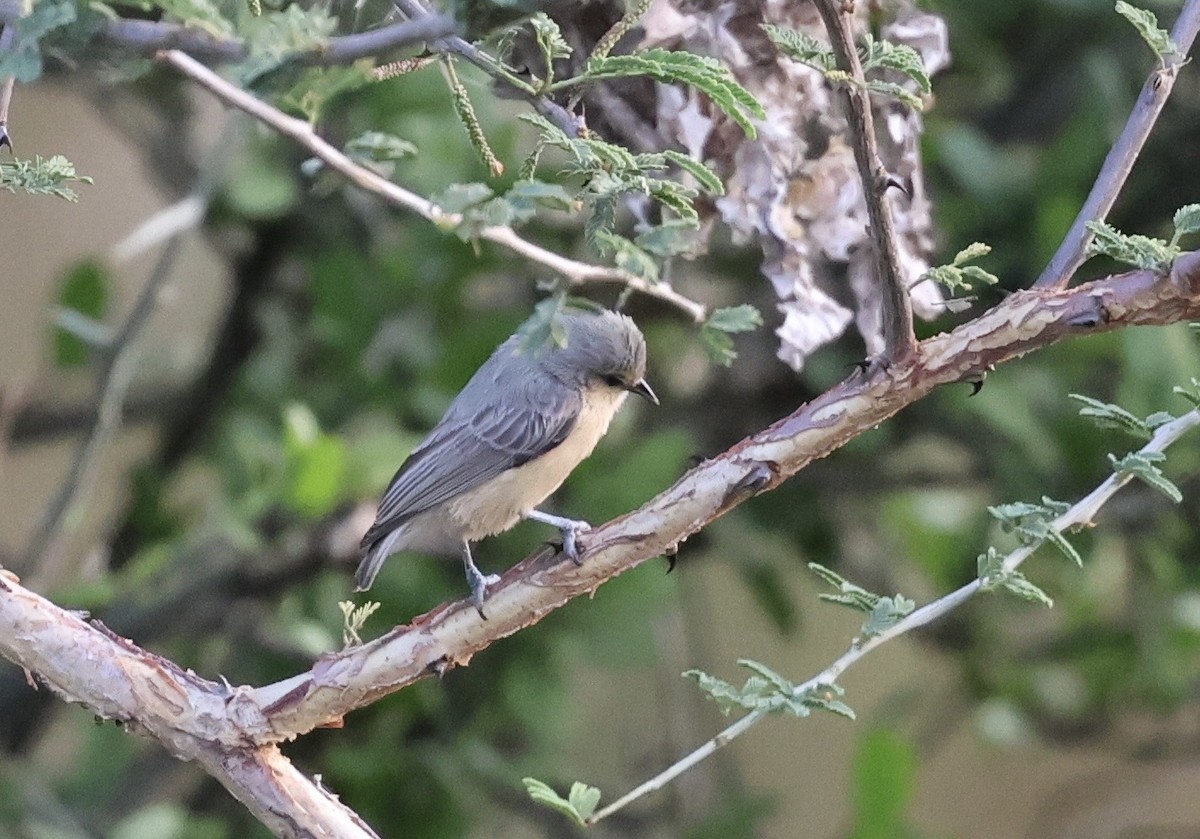 Белолобый ремез - ML645338625