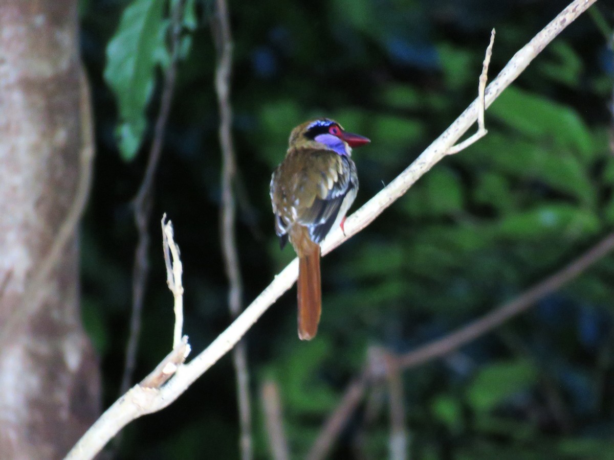 Sulawesi Lilac Kingfisher - ML645338628