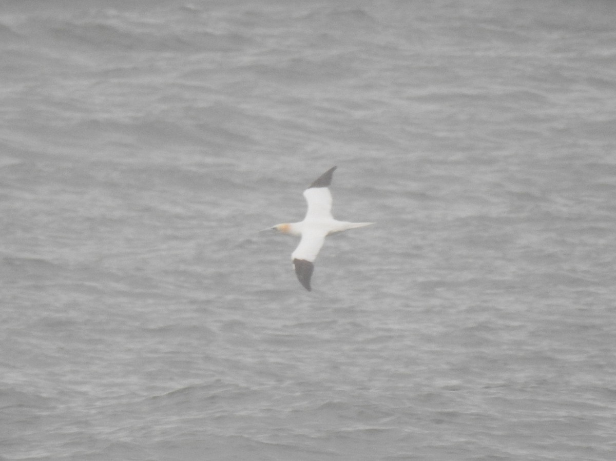 シロカツオドリ - ML645338642