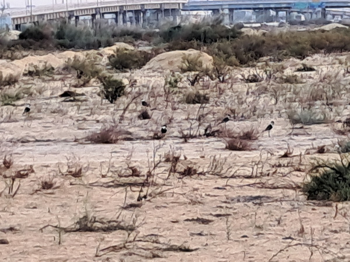 Spur-winged Lapwing - ML645338643