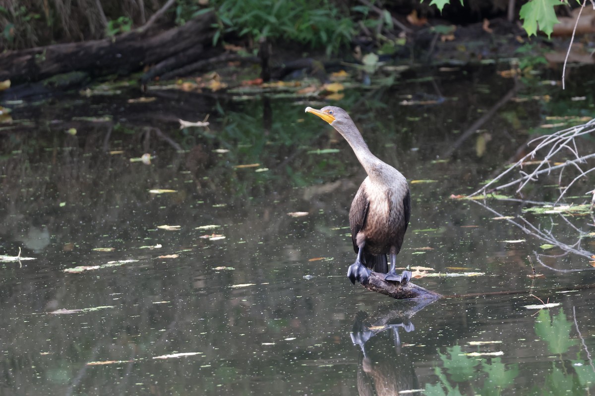 Double-crested Cormorant - ML645338655