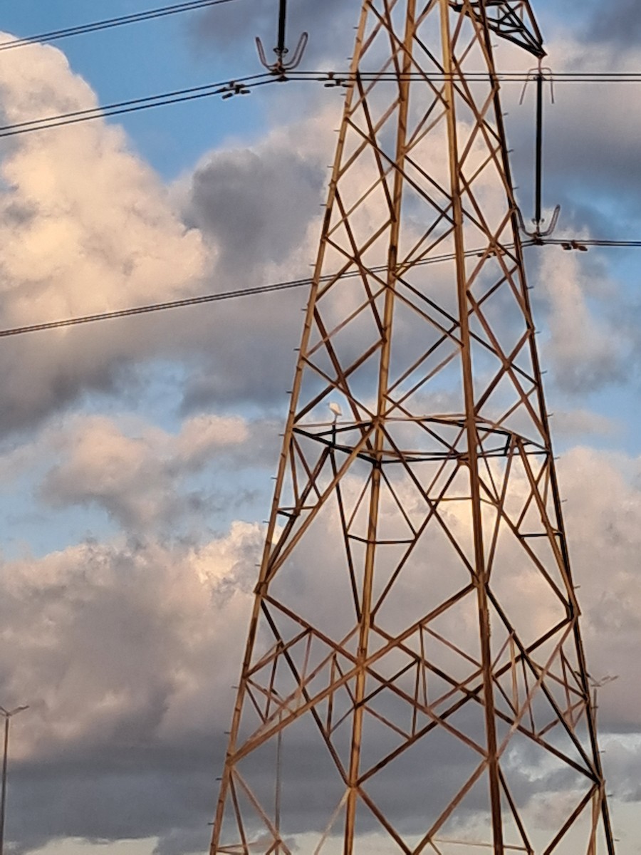 Little Egret - ML645338661