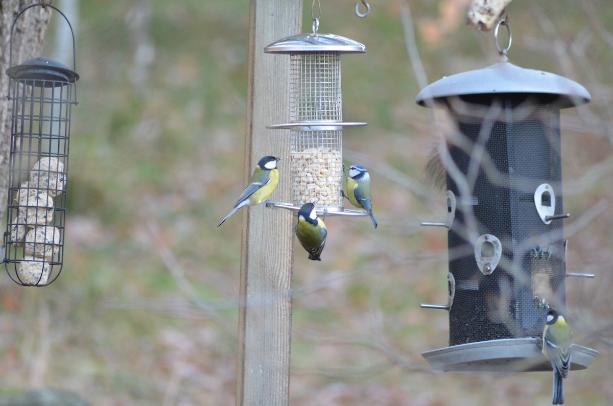 sýkora modřinka - ML645338662