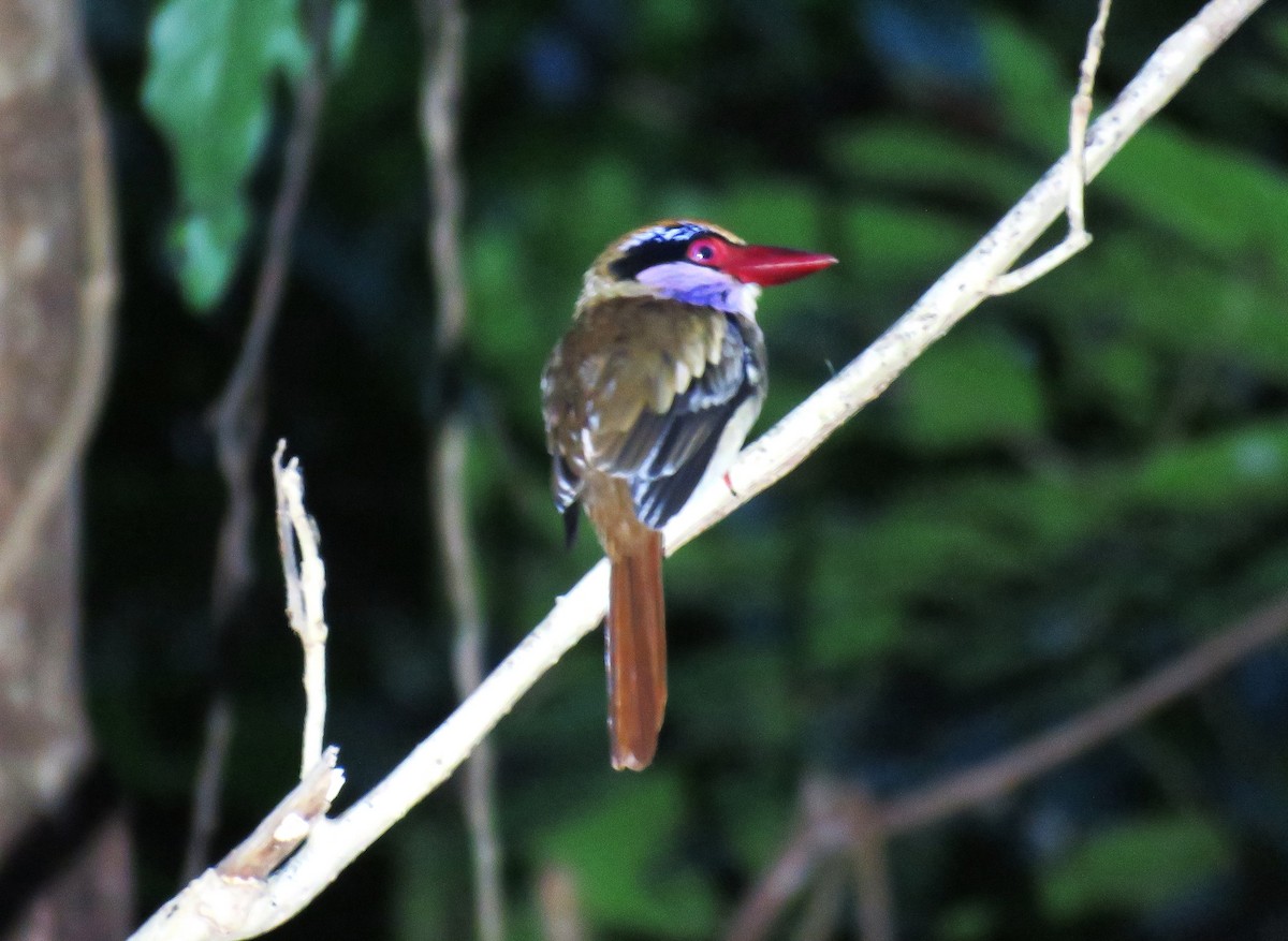 Sulawesi Lilac Kingfisher - ML645338664