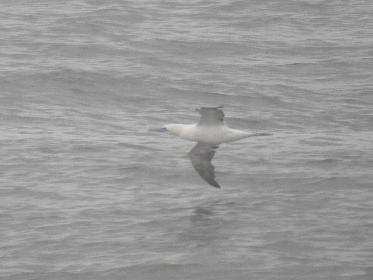 シロカツオドリ - ML645338686