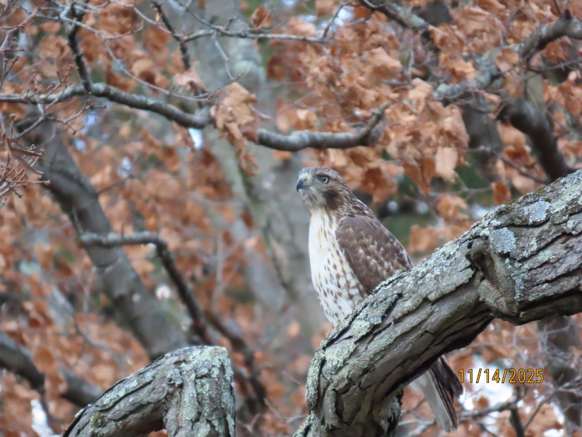 アカオノスリ - ML645338695